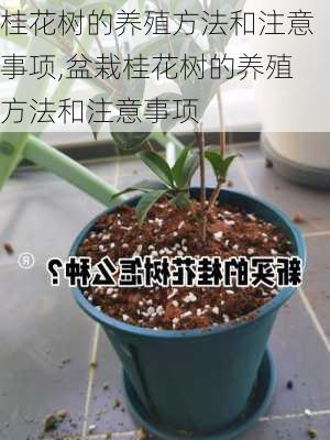 桂花树的养殖方法和注意事项,盆栽桂花树的养殖方法和注意事项